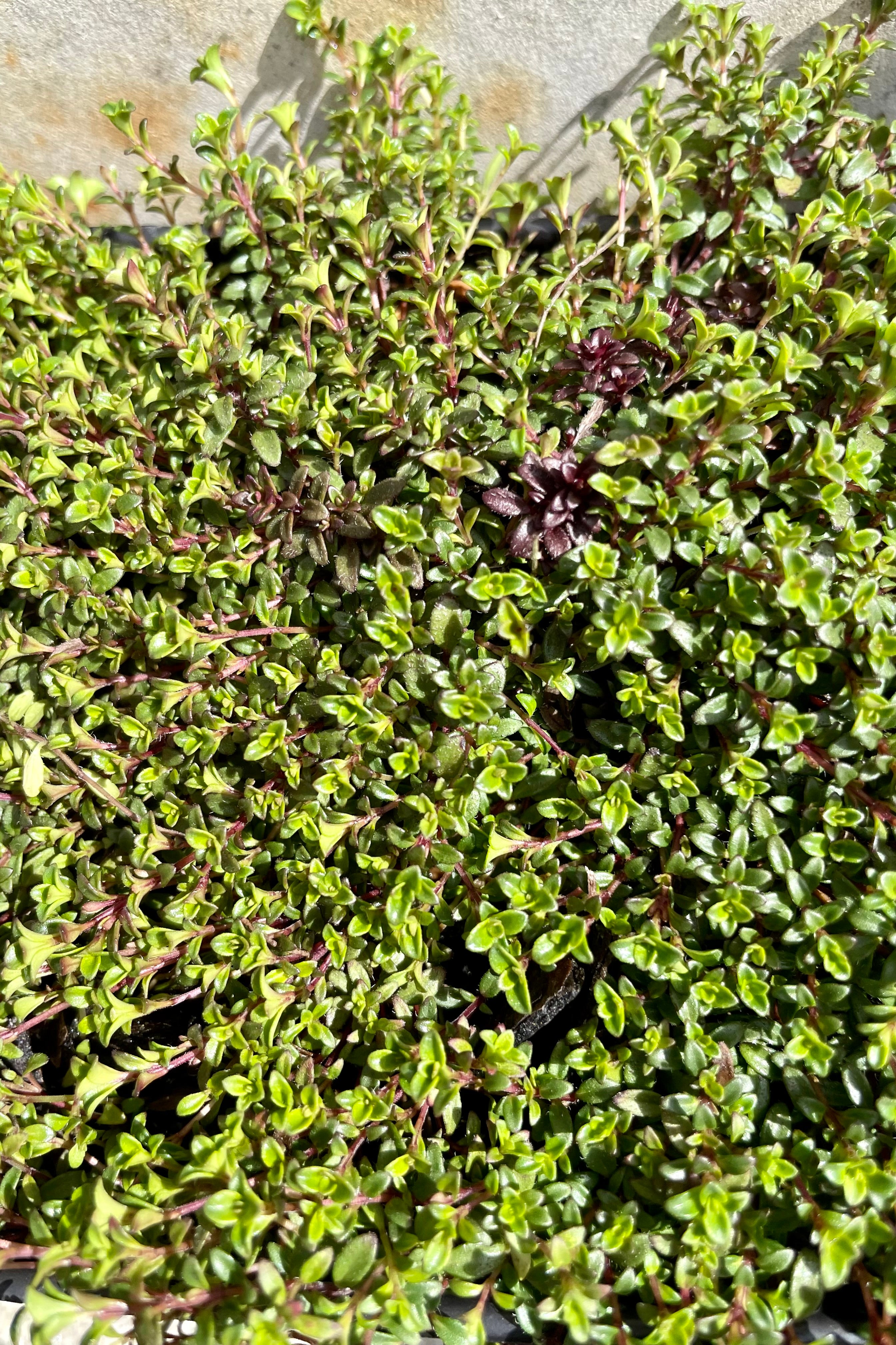 detail of Thymus 'Coccineus' 1qt against a grey wall