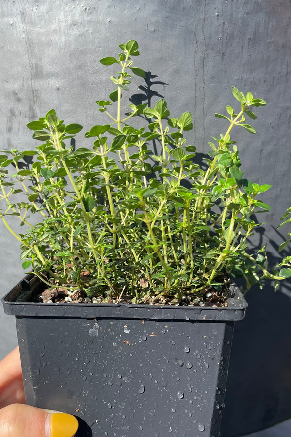 Thymus citriodorus in a 1qt pot the middle of April against a gray wall. 