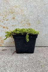 Thymus praecox 'Highland Cream' 1qt black growers pot  against a grey wall