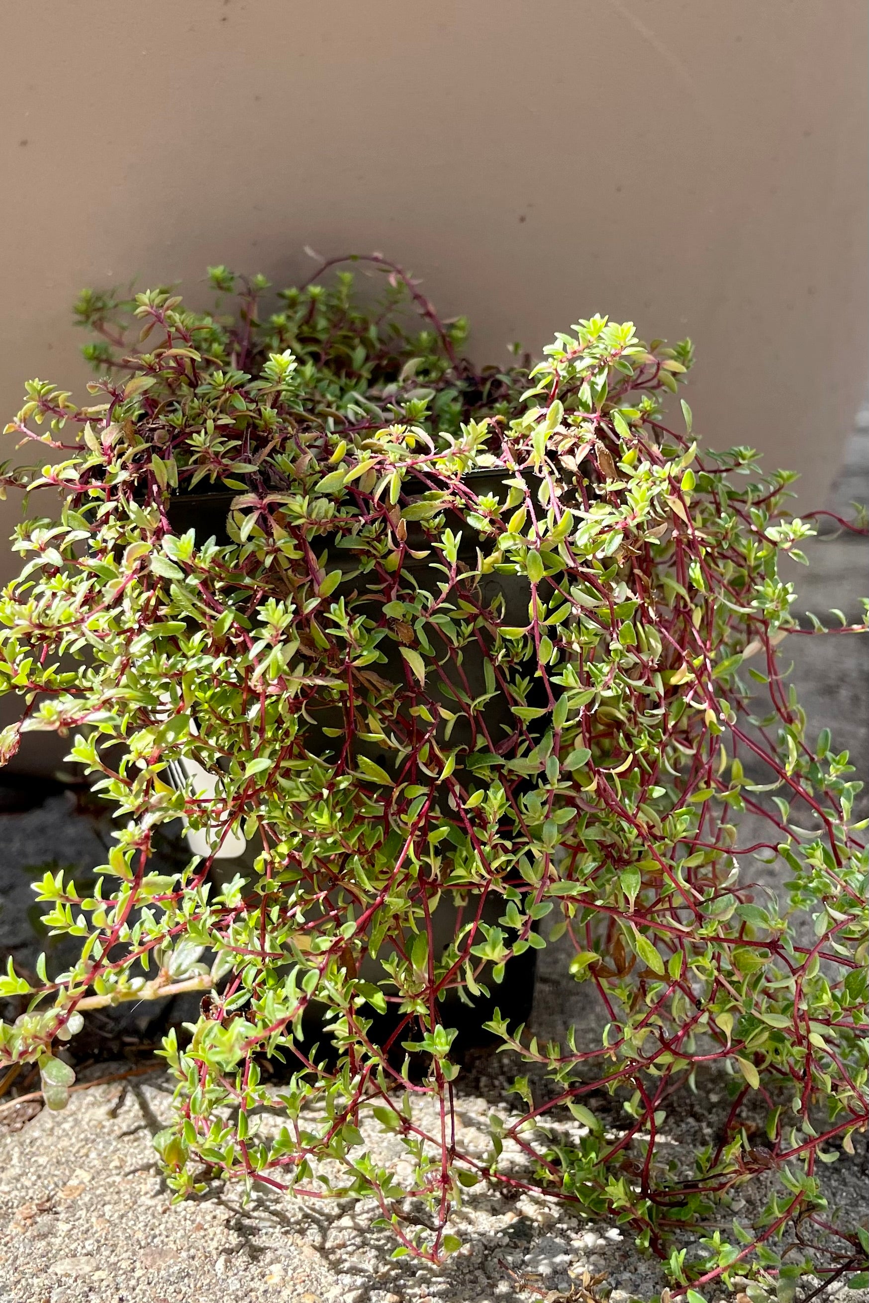 Thymus 'Cockiness' in a 2.5" growers pot the end of September. 