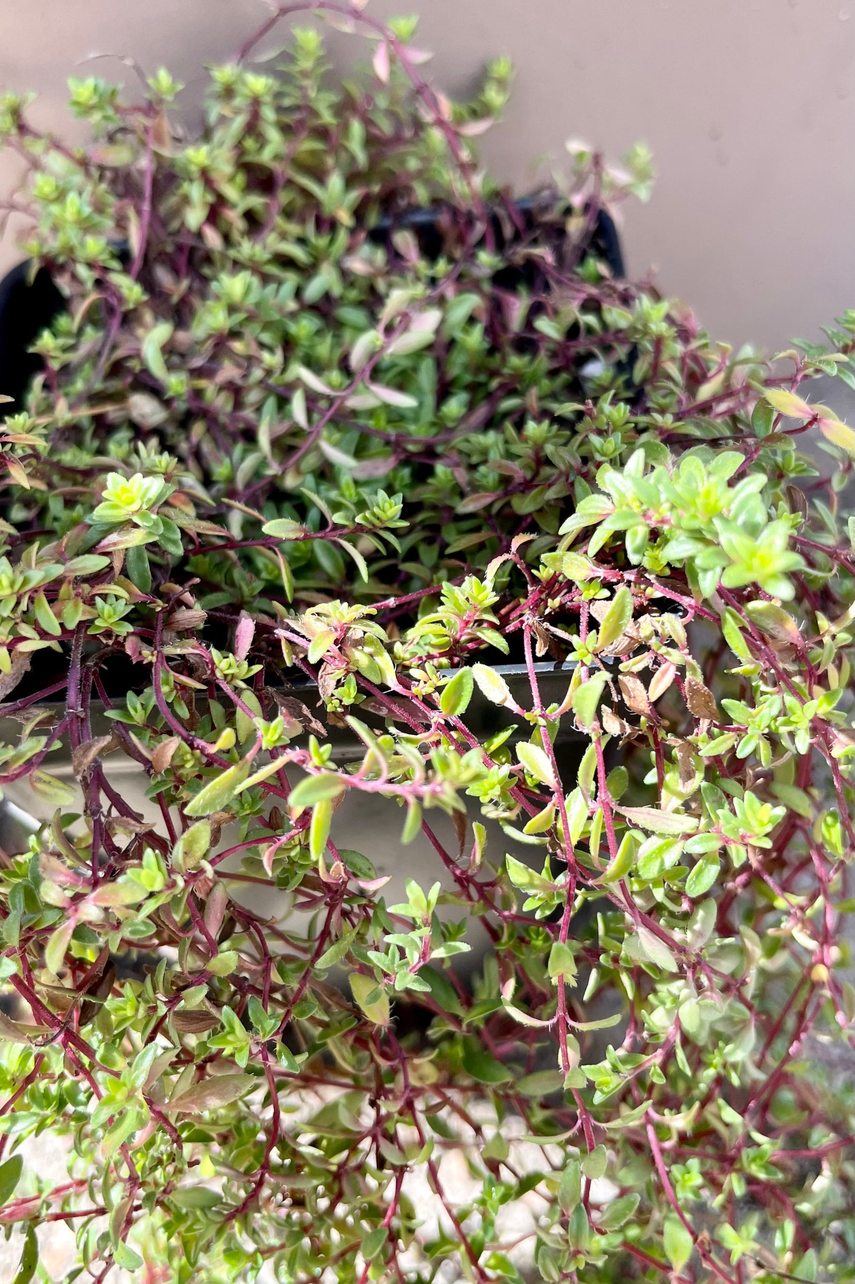 A close up picture of the small green leaves and red stems of the Thymus 'Cockiness' the end of September.  ©Sprout Home