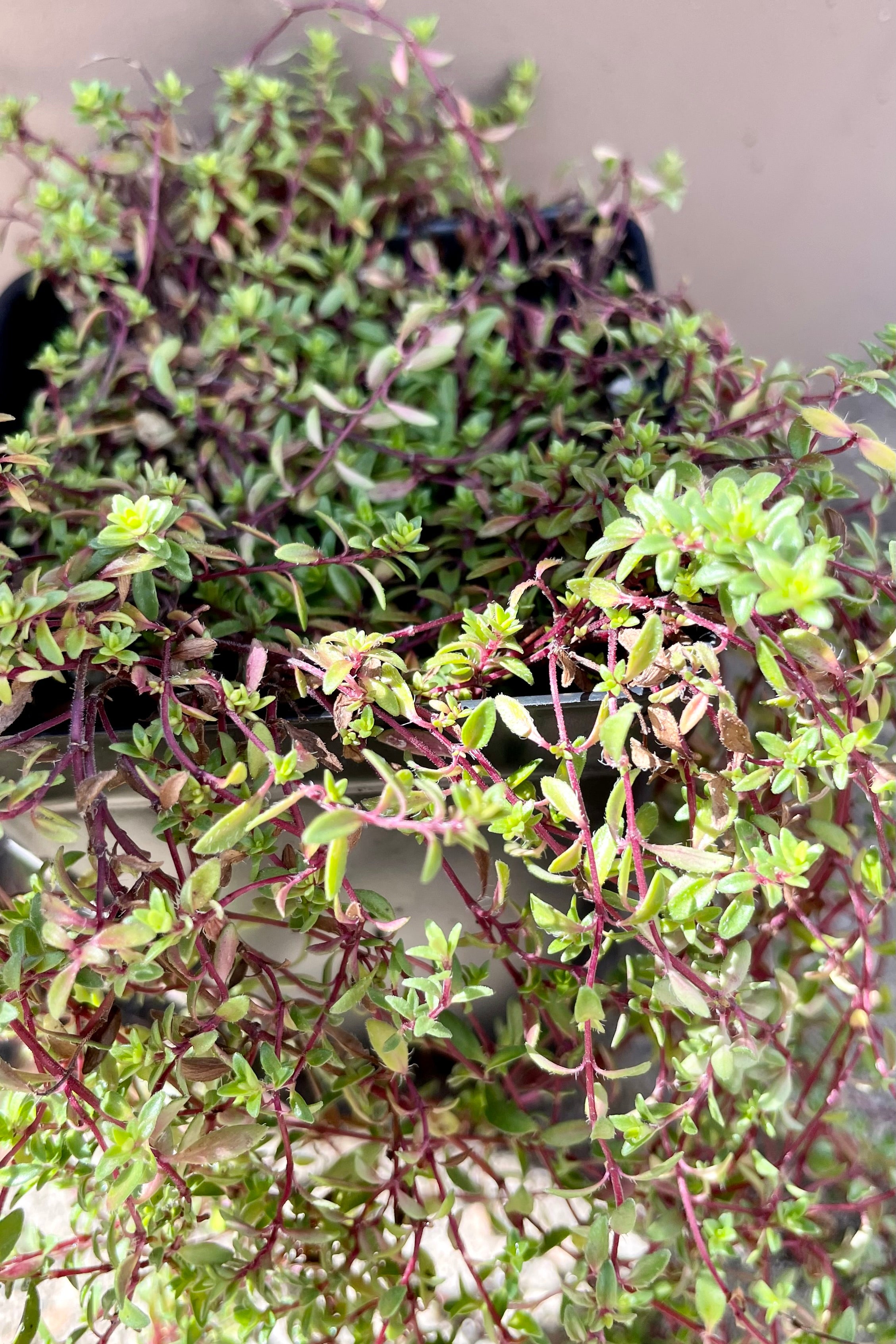 A close up picture of the small green leaves and red stems of the Thymus 'Cockiness' the end of September. 