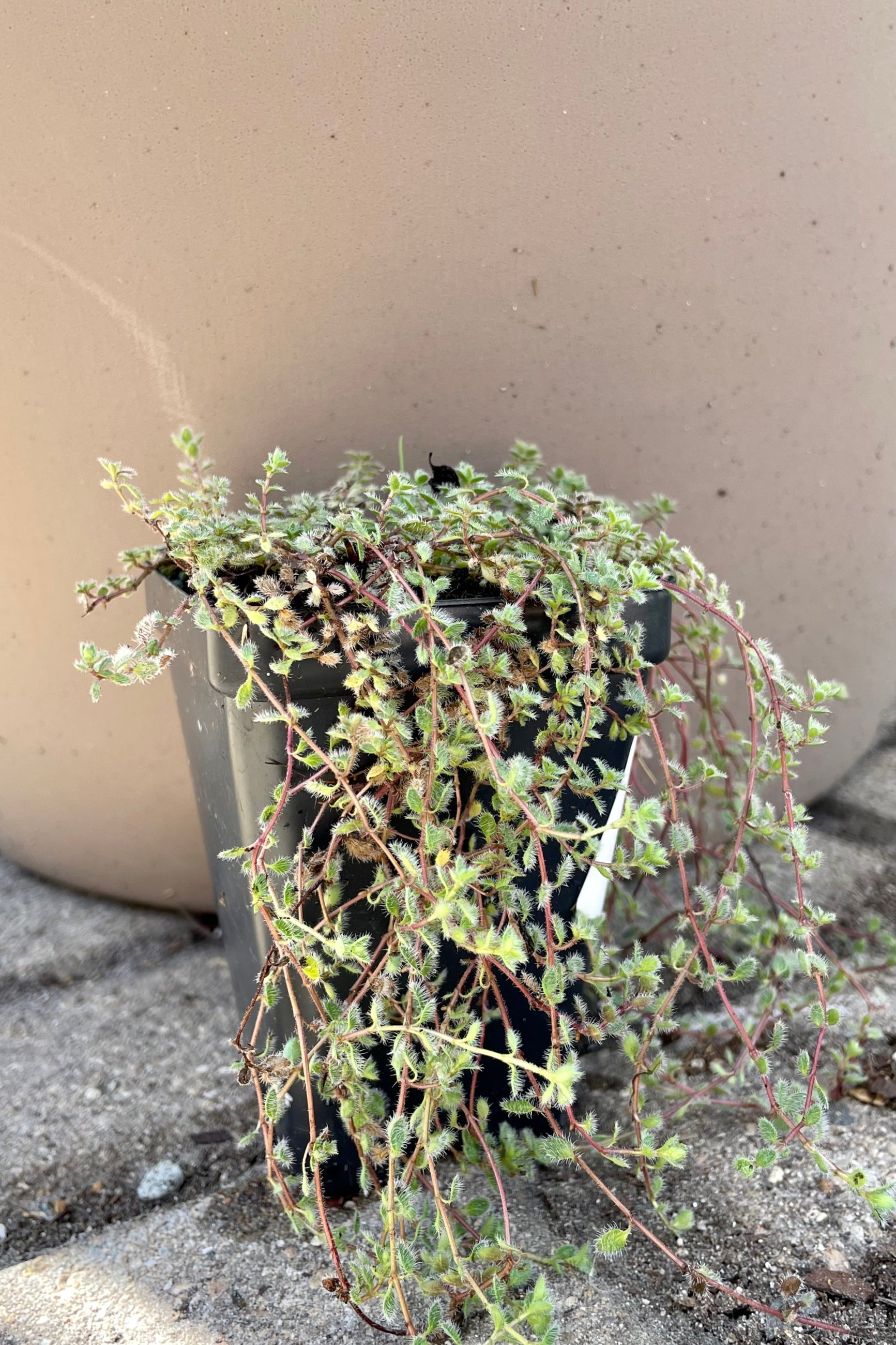 Cute little fuzzy leaves of the Thymus pseudolanuginosus in a 2.5" growers pot the end of September.  ©Sprout Home