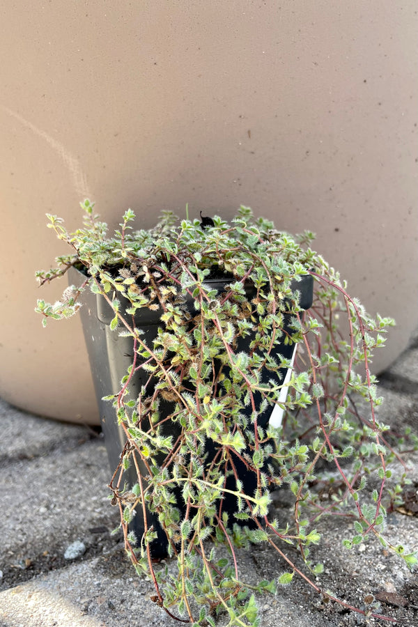 Cute little fuzzy leaves of the Thymus pseudolanuginosus in a 2.5" growers pot the end of September. 