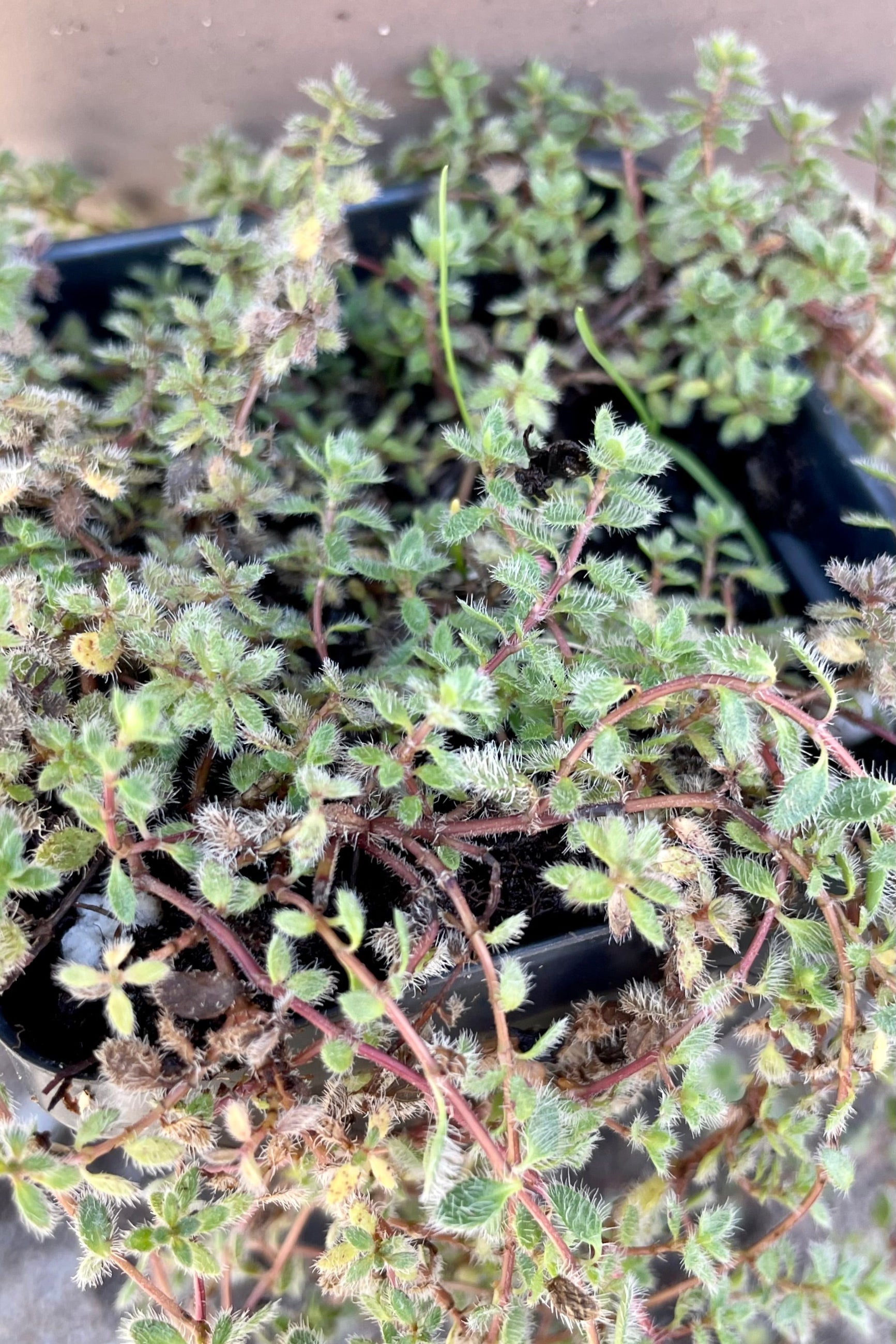 Detail picture of the fuzzy leaves of Woolly Thyme the end of September at Sprout Home. ©Sprout Home