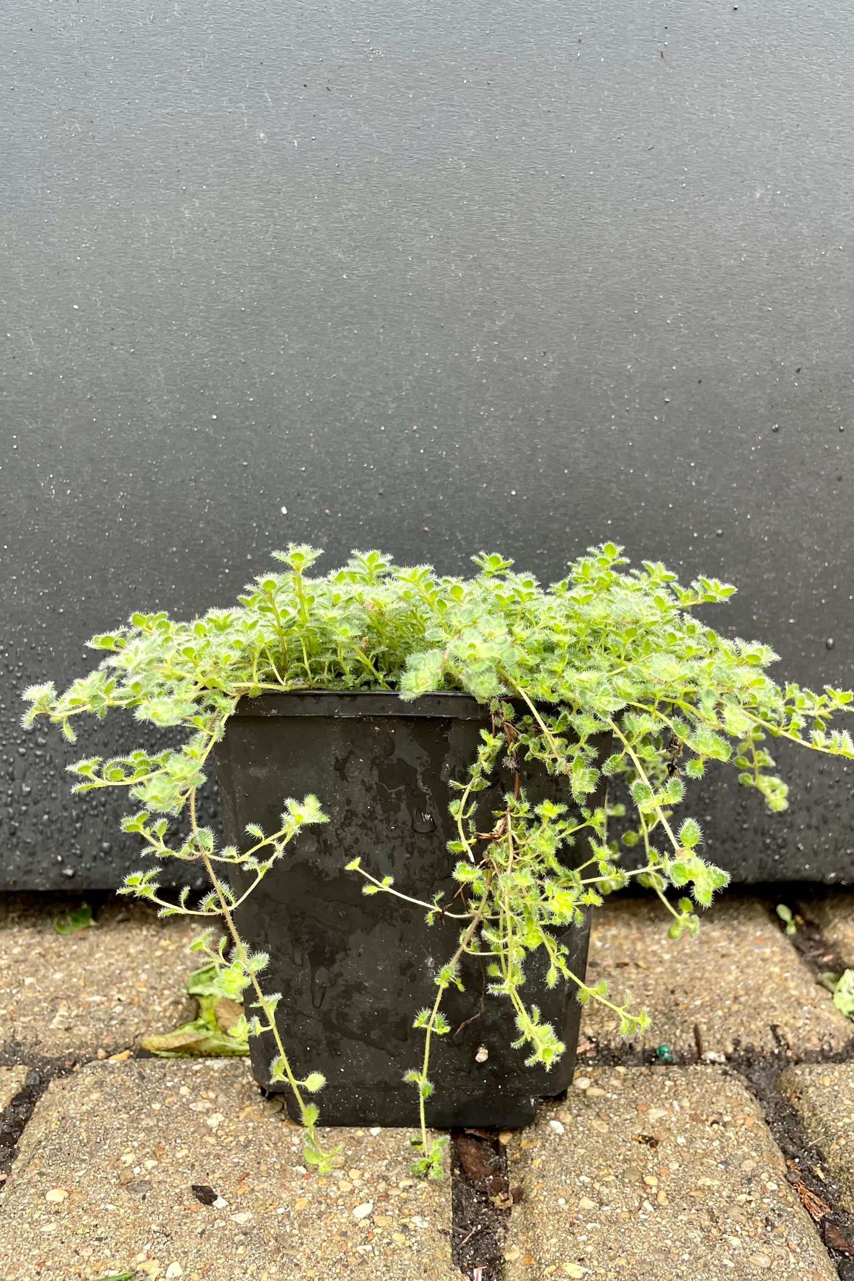 4" pot of Thymus pseudolanuginosus, "Woolly Thyme" against a gray background showing the soft fuzzy leaves the begging of June at Sprout Home. ©Sprout Home