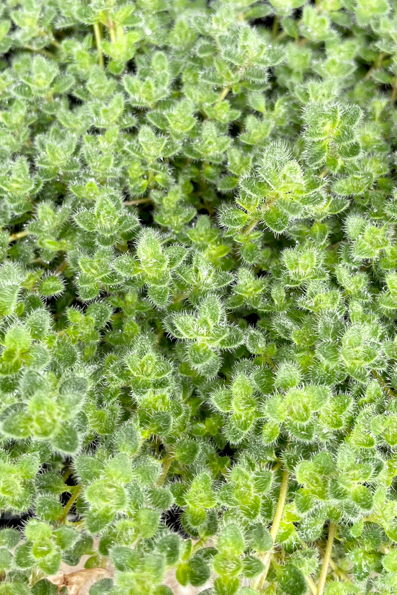A close up picture of the soft leaves of the Thymus pseudolanuginosus (Woolly Thyme) in the beginning of June at Sprout Home.