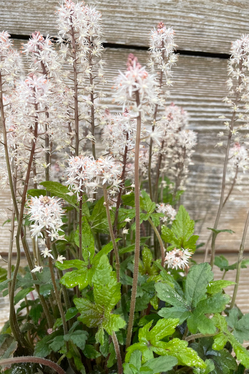 The light pink flower spikes of the Tiarells 'Spring Symphony' perennial in mid to late May at Sprout Home against a wood wall., 