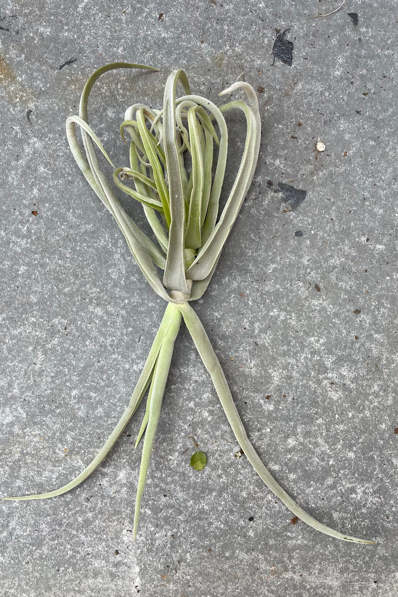 Tillandsia duratii against a grey backdrop. 