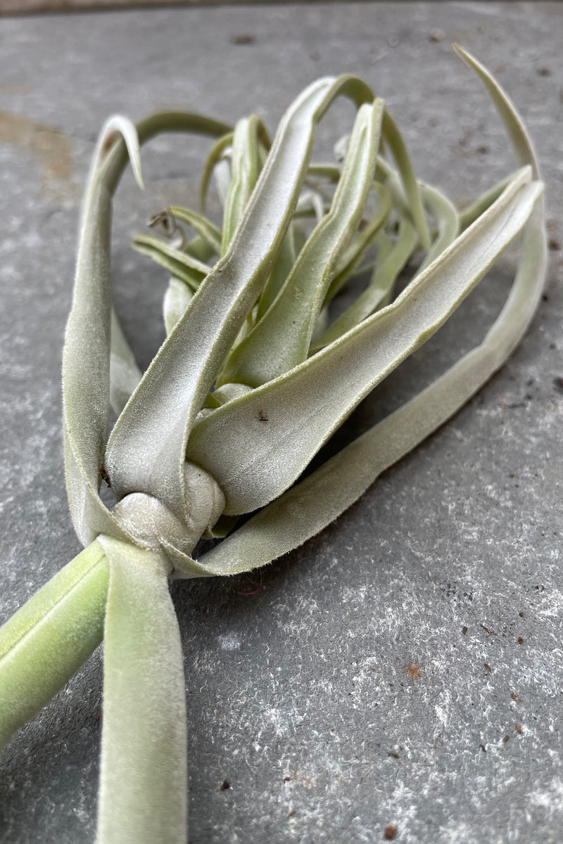 Up close picture of a Tillandsia duratii.