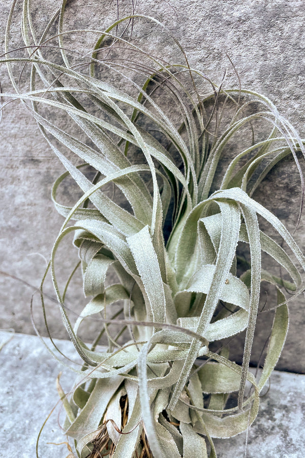 Close up of Tillandsia gardneri