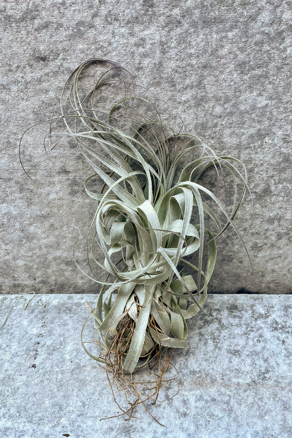 Tillandsia gardneri standing in front of grey background