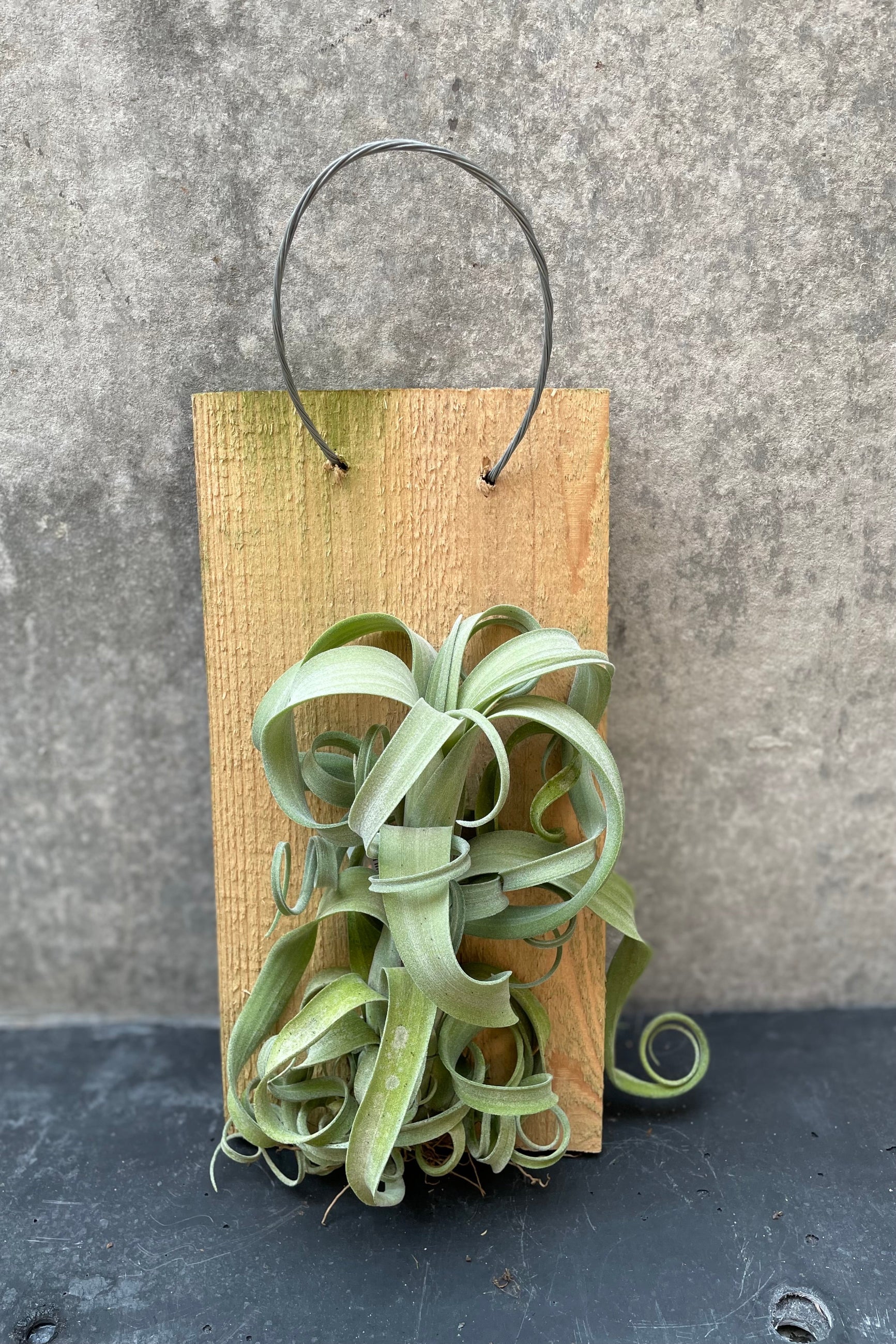 Tillandsia 'Curly Slim' on a mounted board. ©Sprout Home