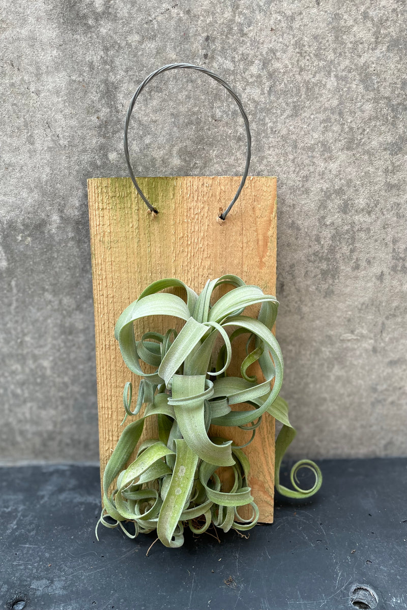 Tillandsia 'Curly Slim' on a mounted board.