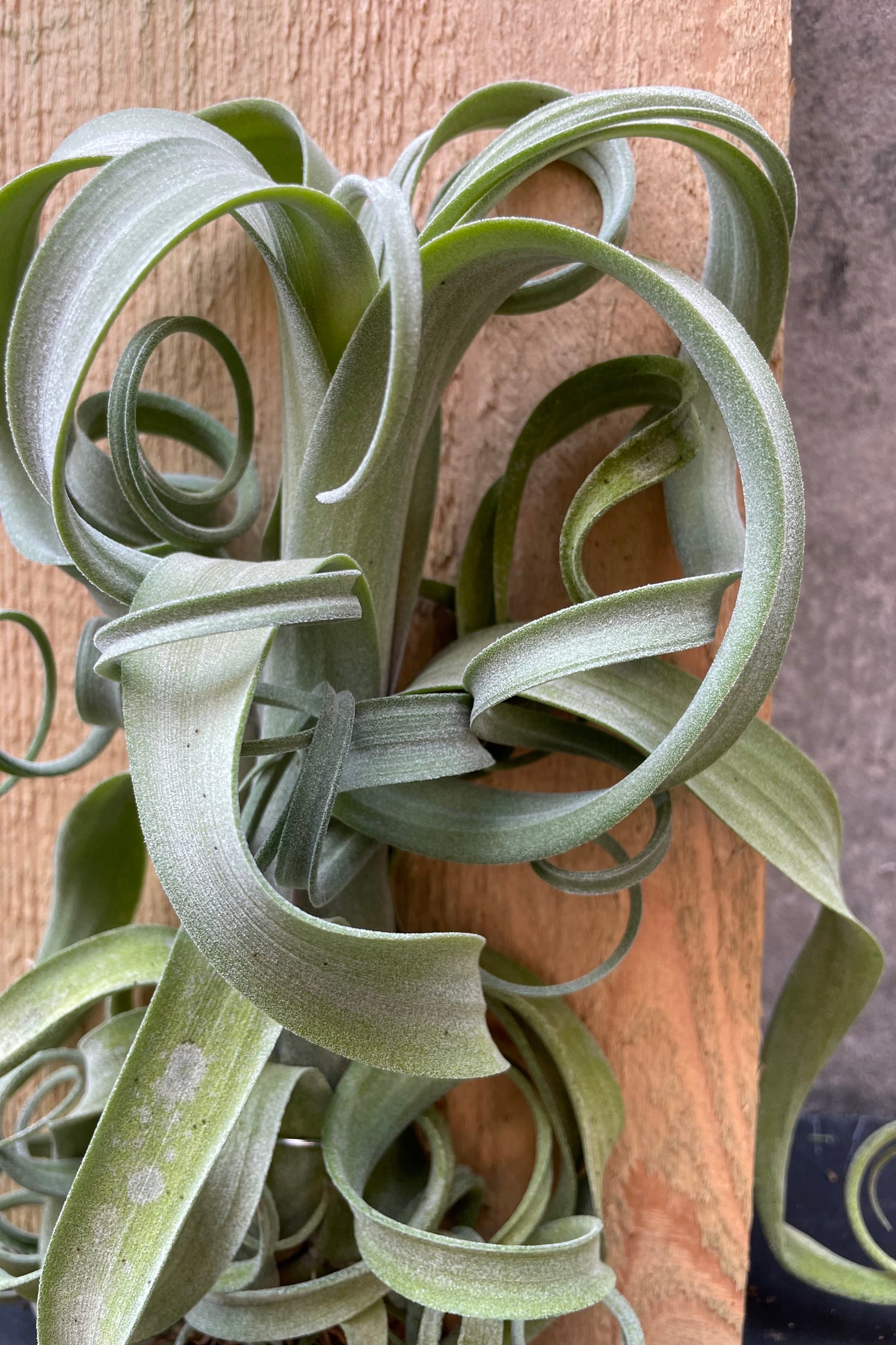 Tillandsia 'Cury Slim' mounted to a board detail shot. ©Sprout Home