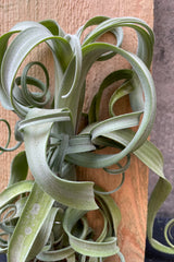 Tillandsia 'Cury Slim' mounted to a board detail shot.