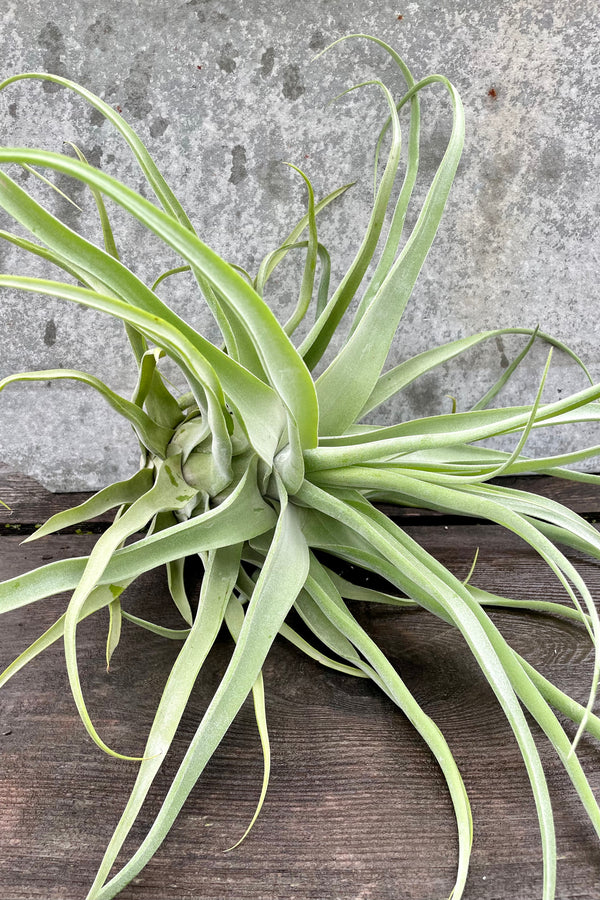 Tillandsia streptophylla, large against a grey wall