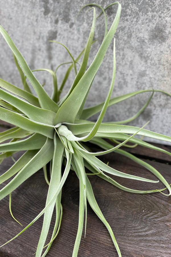 Detail of Tillandsia streptophylla, large against a grey wall