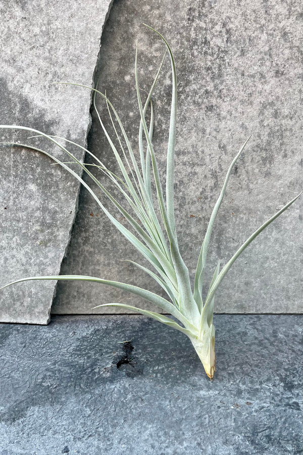 The Tillandsia straminea sits against a grey backdrop.