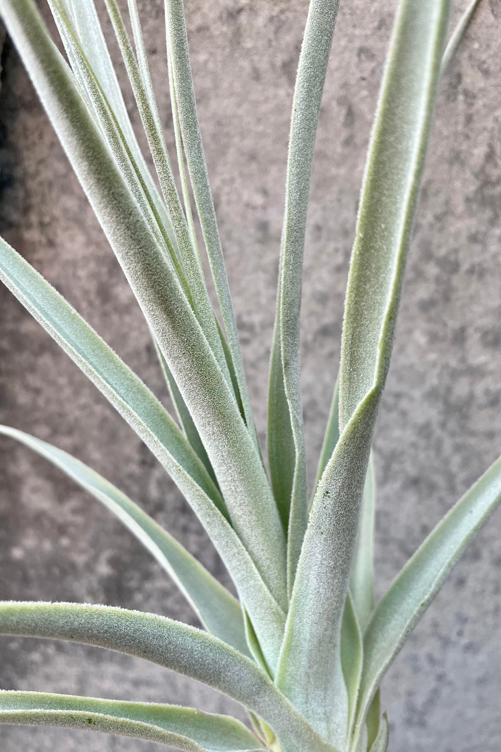 A detailed look at the Tillandsia straminea ©Sprout Home