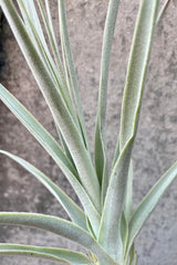 A detailed look at the Tillandsia straminea