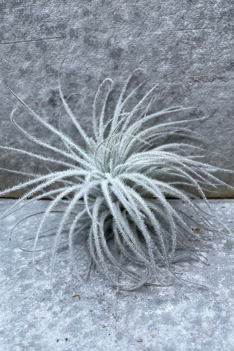 The fuzzy Tillandisa tectorum air plant against a grey wall.