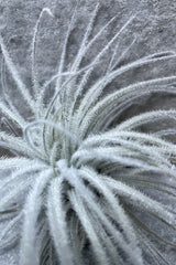 The fuzzy stems of the Tillandsia tectorum up close.