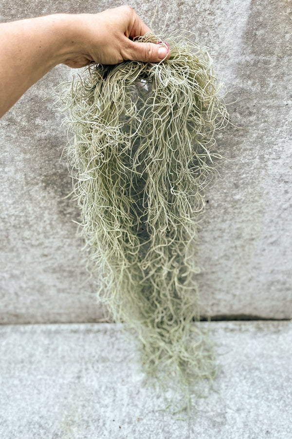 Hand holding Tillandsia usenoides chiapas "Spanish Moss" in front of grey background