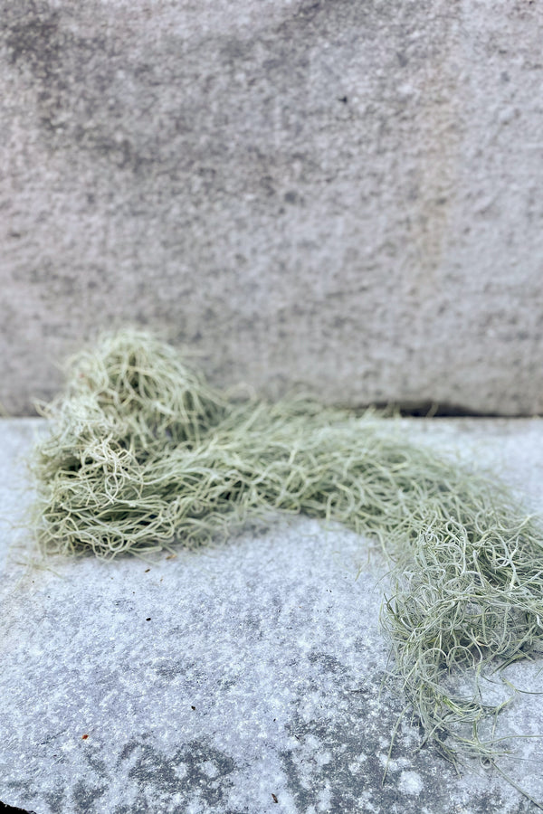 Tillandsia usenoides chiapas "Spanish Moss" spread out on grey surface in front of grey background