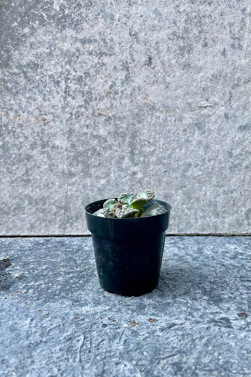 The Titanopsis calcareum sits against a grey backdrop in a 2.5 inch pot.