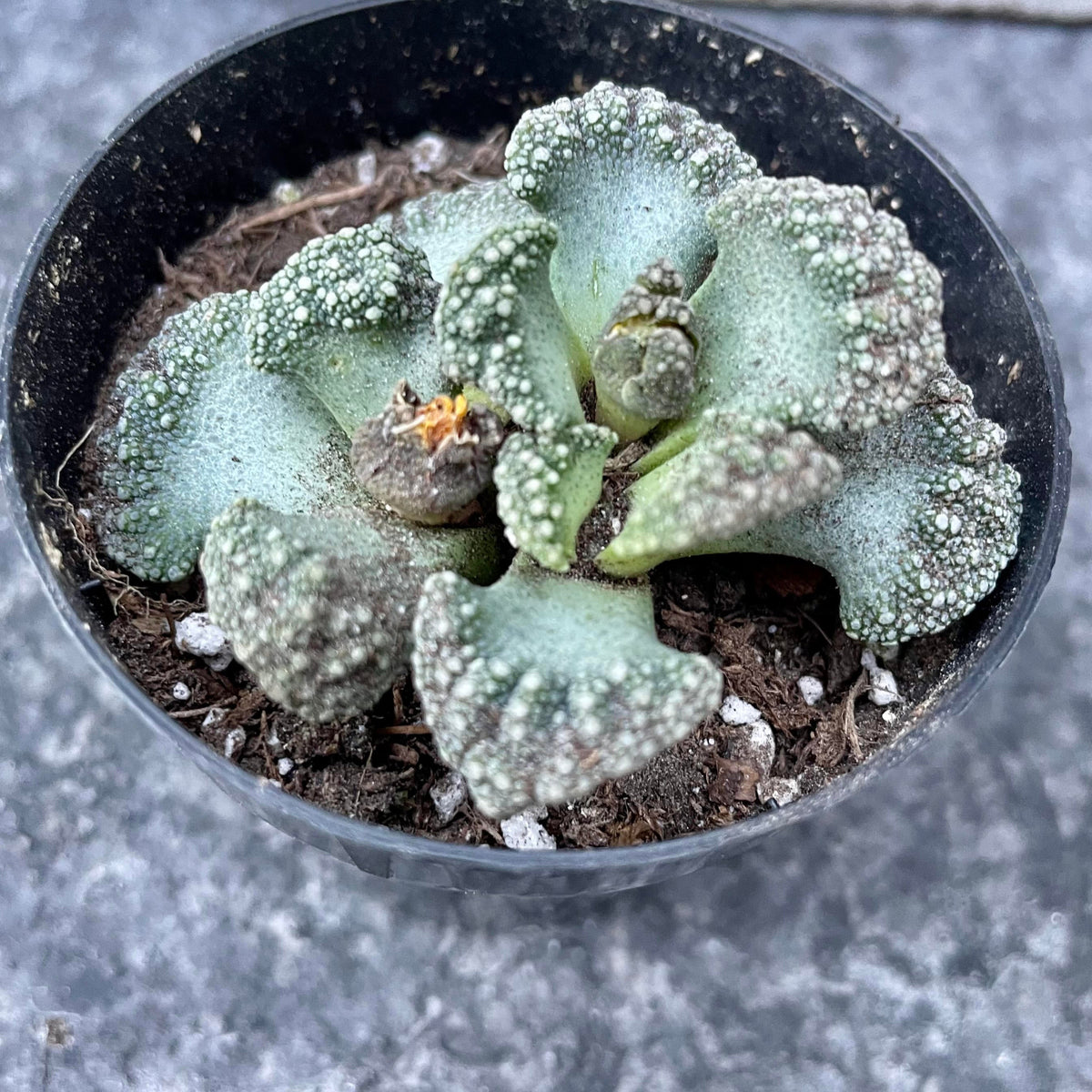 succulent mimicry plant Titanopsis calcareum 2.5" at SPROUT HOME