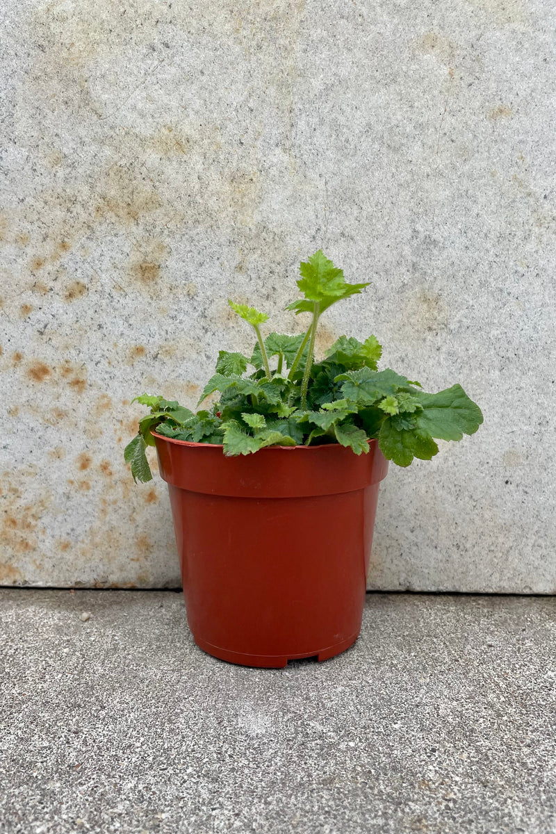 Tolmiea menziesii 4" orange growers pot with fuzzy green leaves against a grey wall 