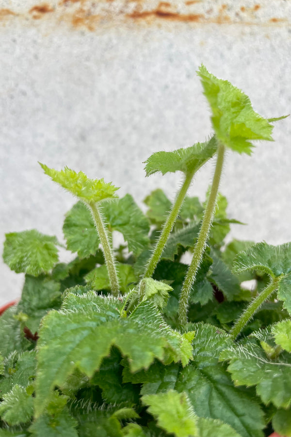 Tolmiea menziesii 4" detail of fuzzy green leaves against a grey wall 