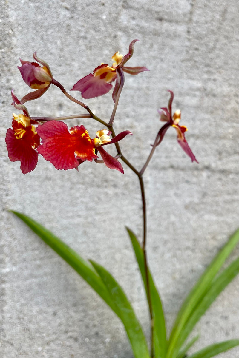 A detailed view of the flowers of the 2" Tolumnia Orchid against a concrete backdrop