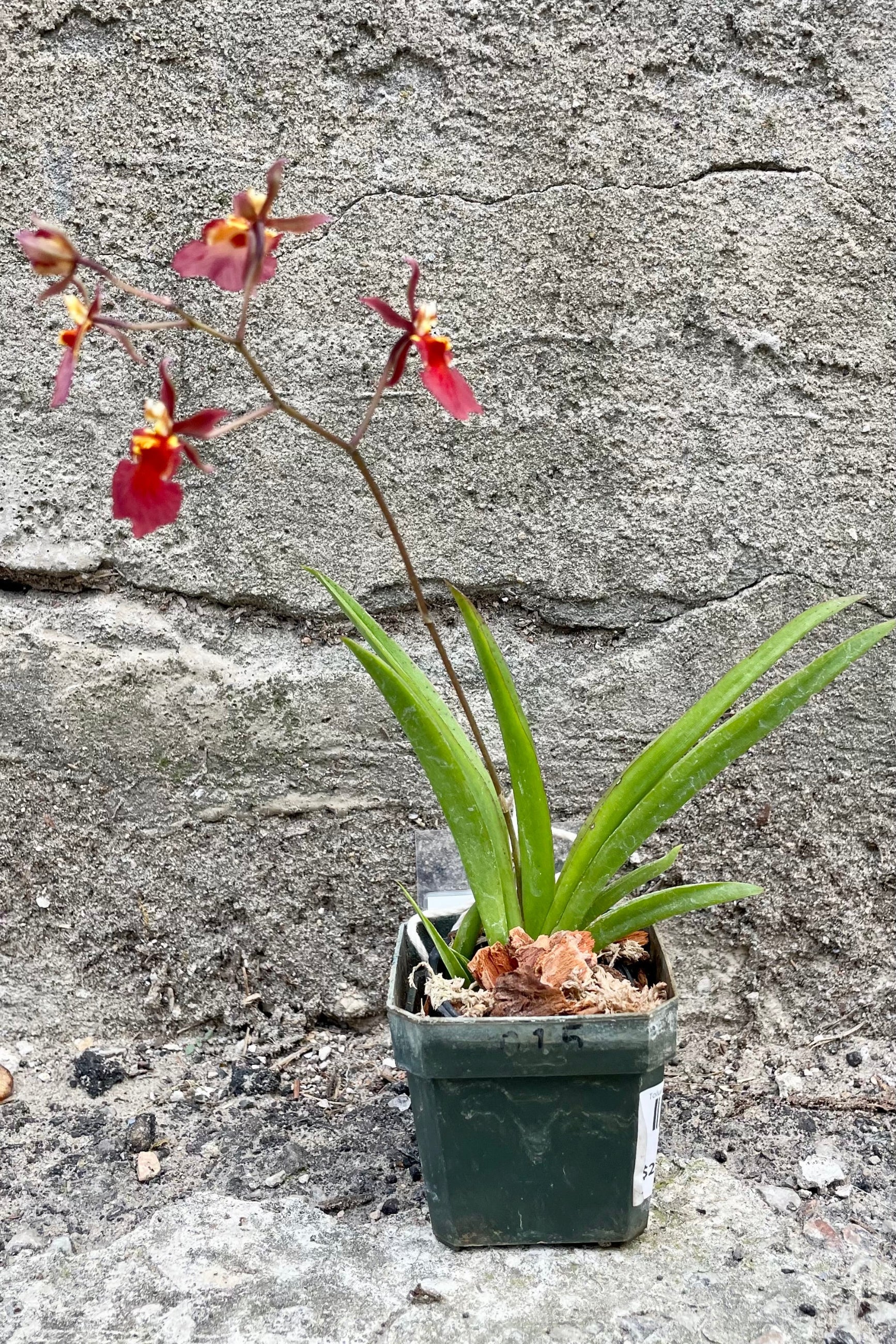A full view of the 2" Tolumnia Orchid in a grower pot against a concrete backdrop ©Sprout Home