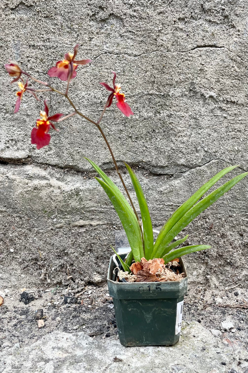 A full view of the 2" Tolumnia Orchid in a grower pot against a concrete backdrop