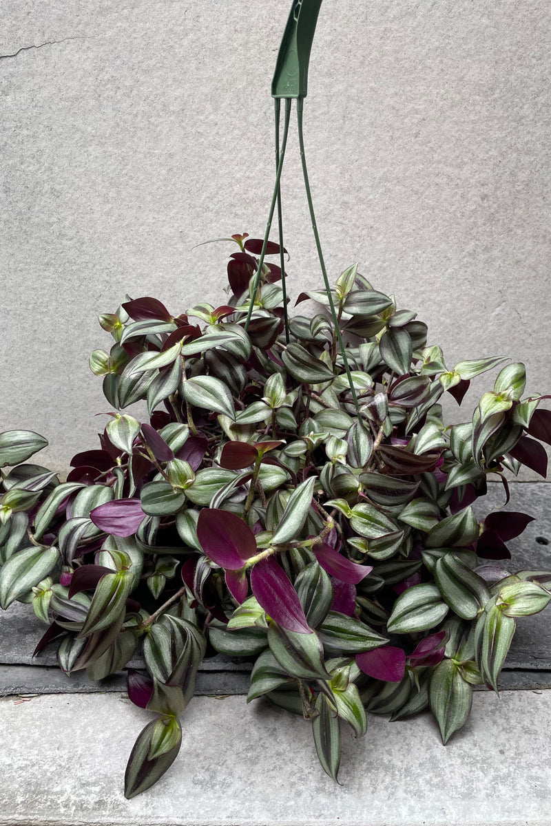 Tradescantia zebrina in hanging grow pot in front of grey background