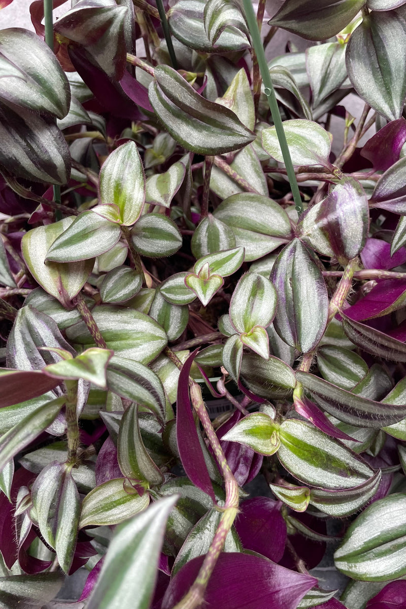 Close up of densely packed Tradescantia zebrina green and purple leaves