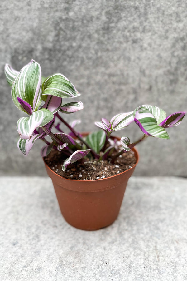 Tradescantia albiflora 'Nanouk' in grow pot in front of grey background