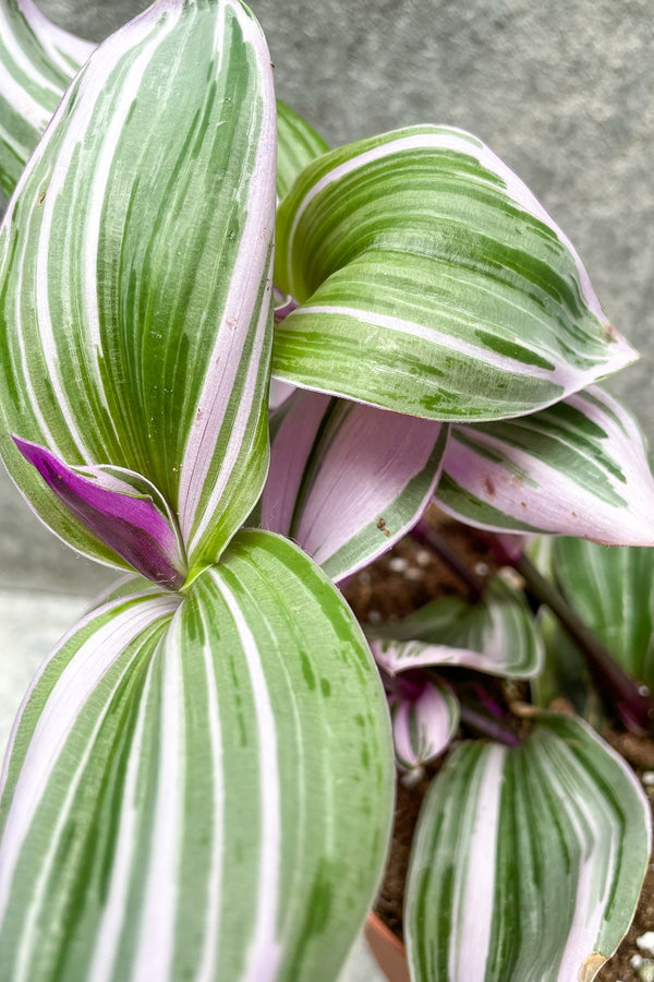 Close up of Tradescantia albiflora 'Nanouk' leaves