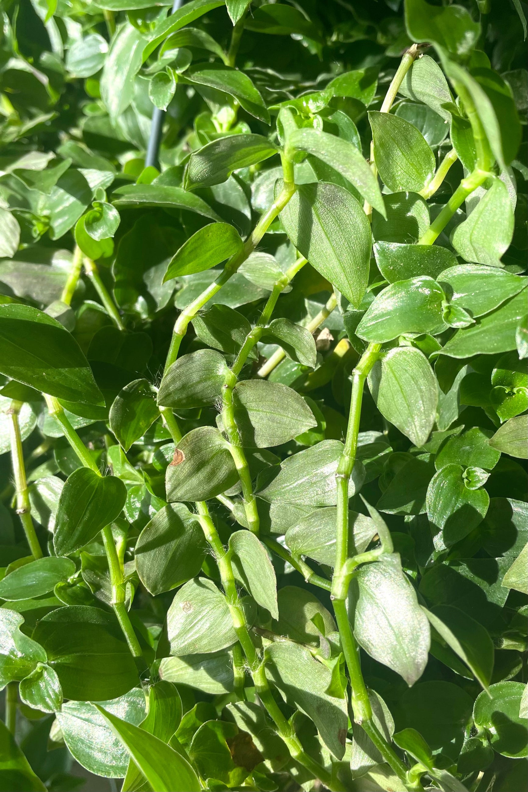 A detailed view of Tradescantia fluminensis 8" ©Sprout Home