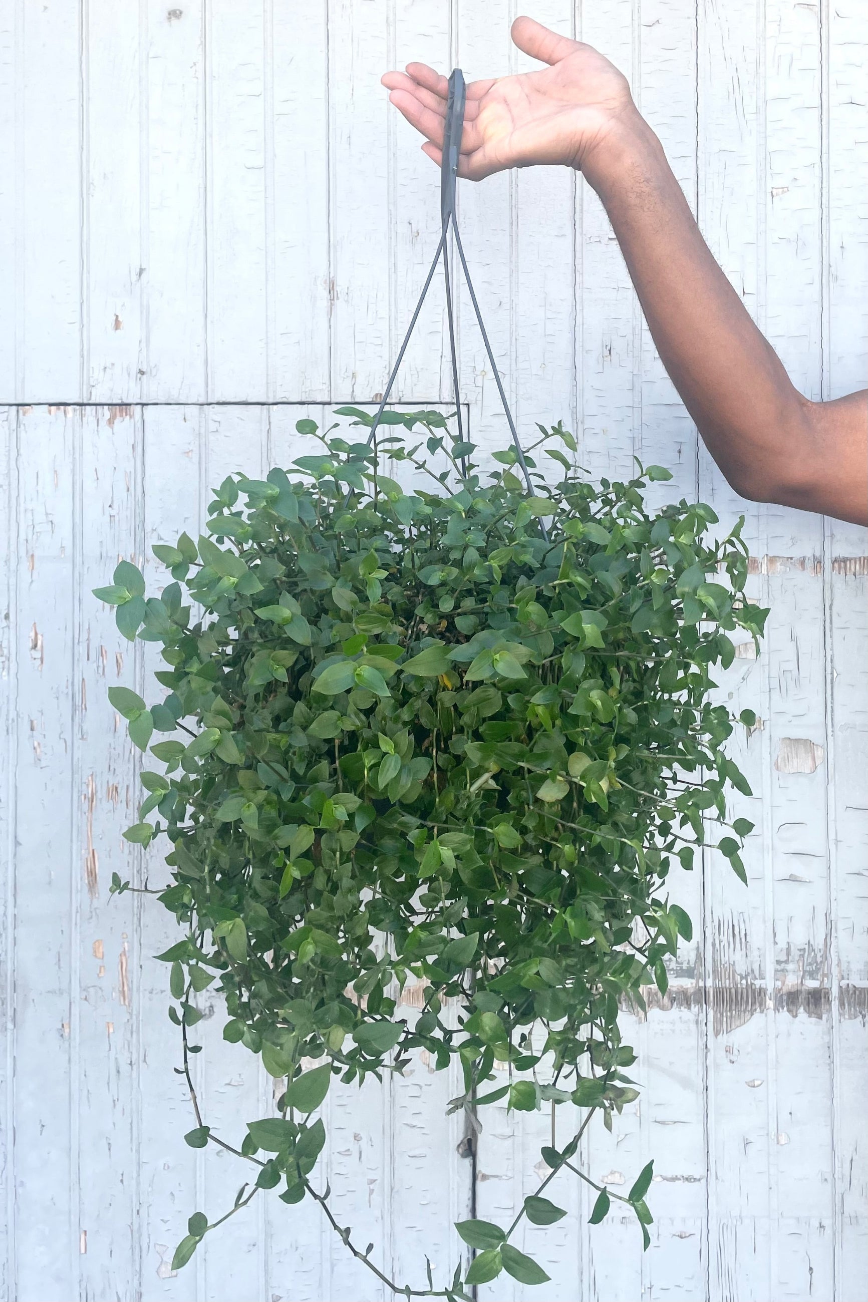 A hand holds hanging Tradescantia fluminensis 8" against wooden backdrop ©Sprout Home