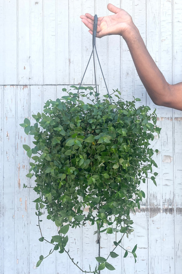 A hand holds hanging Tradescantia fluminensis 8" against wooden backdrop