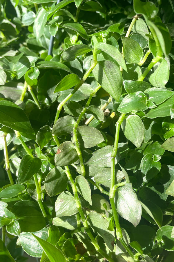 A detailed view of Tradescantia fluminensis 8"