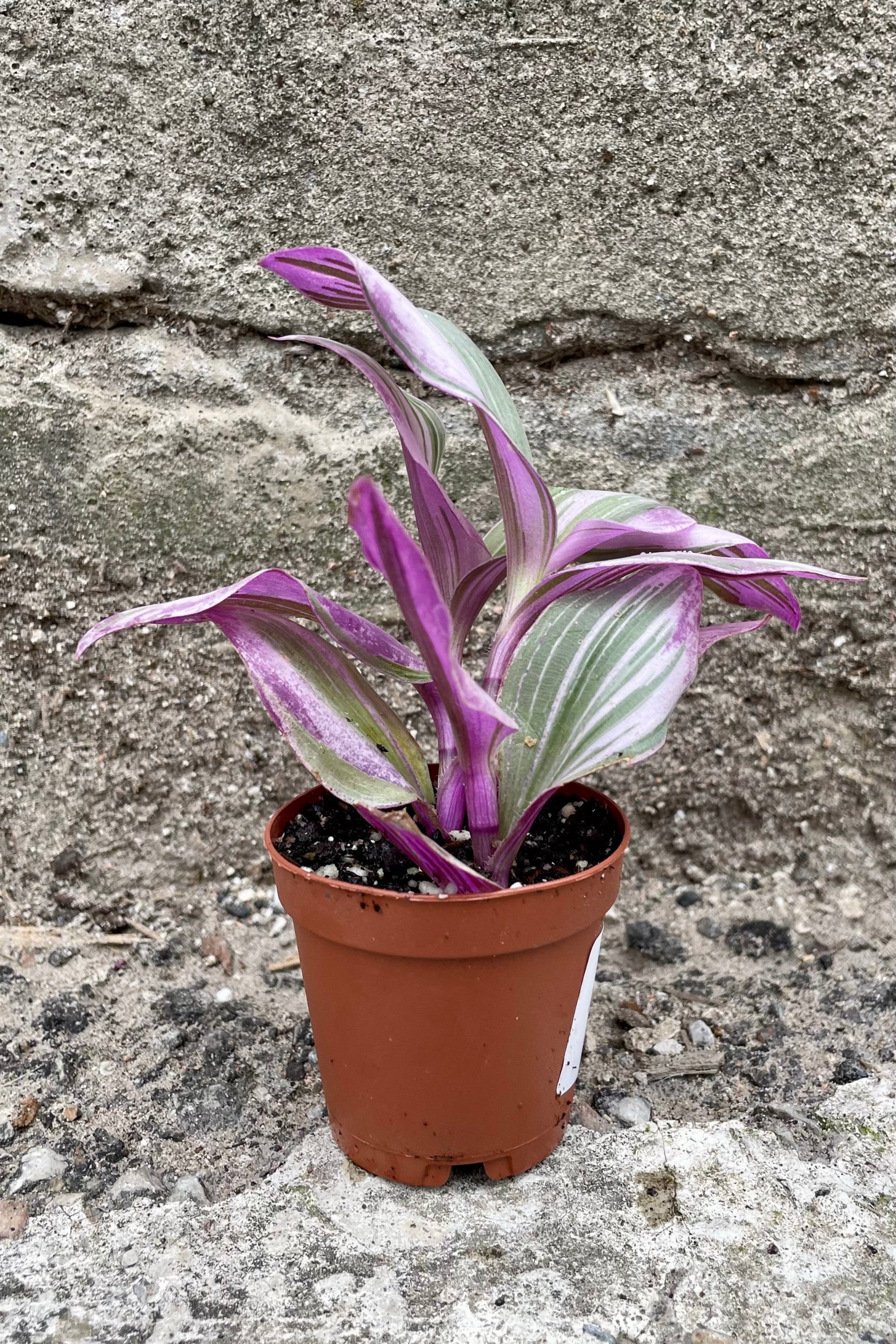 'Nanouk' Tradescatia 2" showing off its bright purple, cream and green variegated leaves.  ©Sprout Home