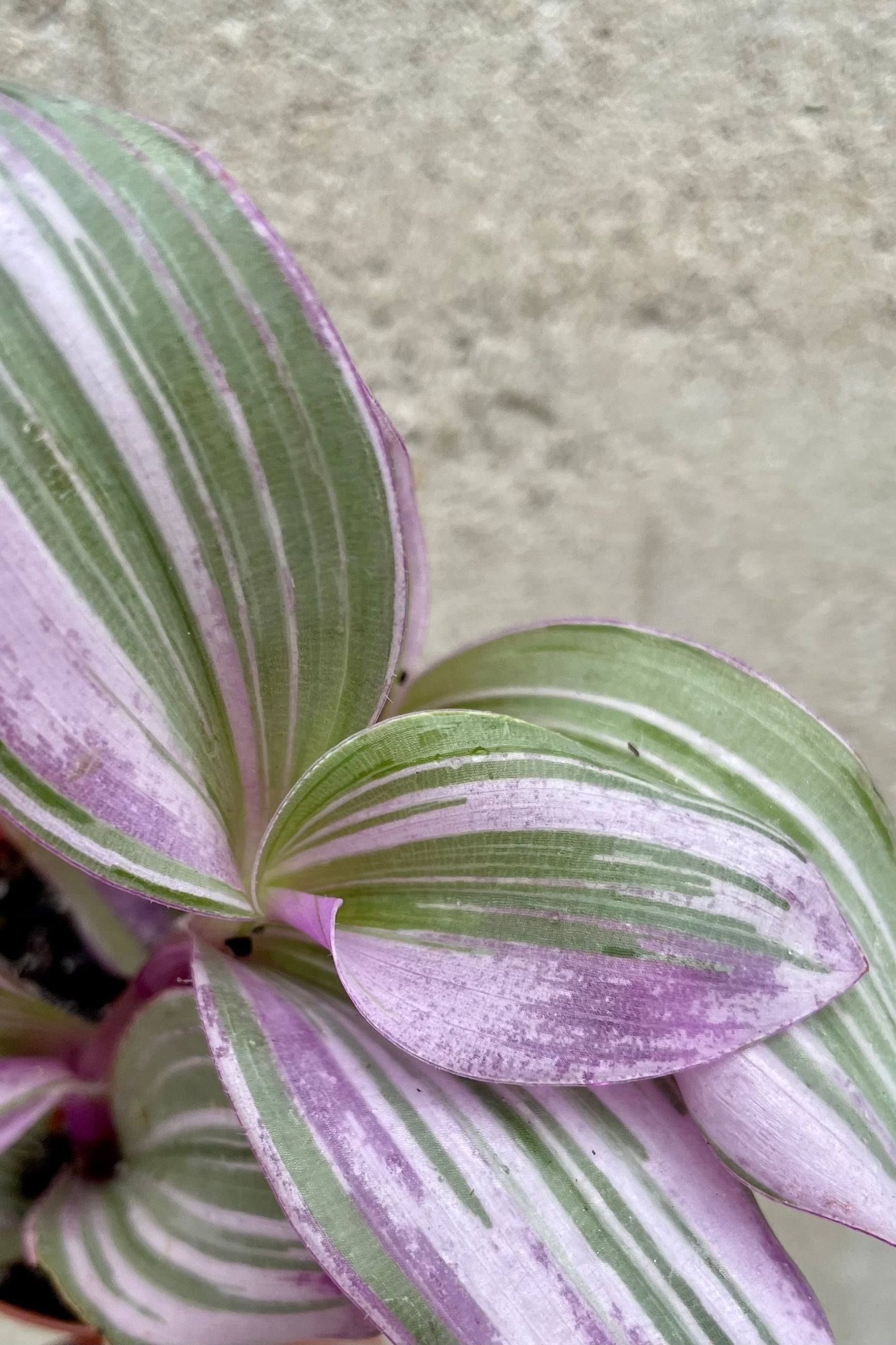 The purple, cream and green striped leaves of the Tradescantia 'Nanouk' ©Sprout Home