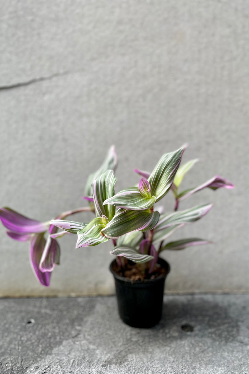 Tradescantia albiflora 'Nanouk' in grow pot in front of grey background