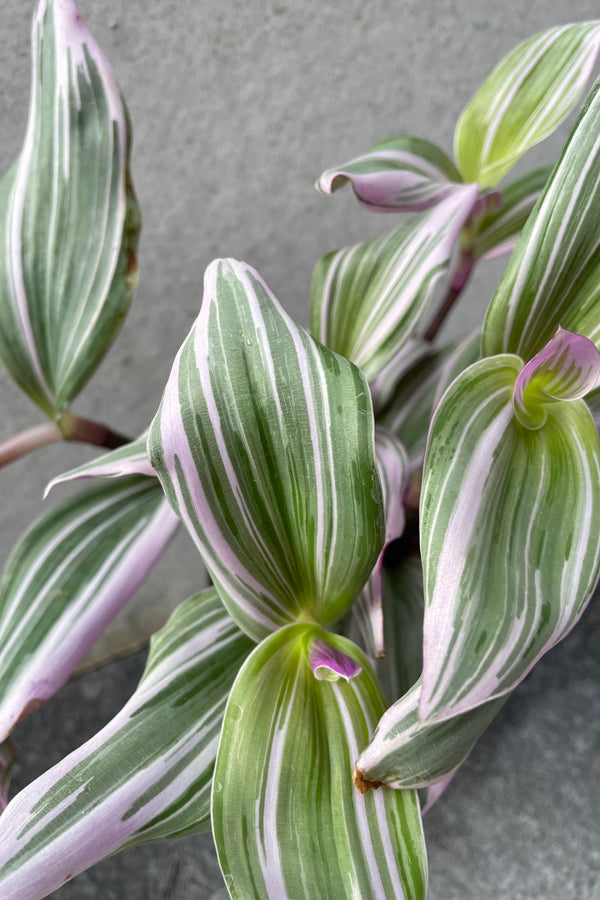 Close up of Tradescantia albiflora 'Nanouk' leaves