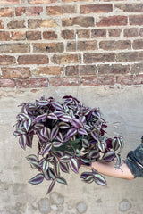 Tradescantia zebrina 8” green growers pot and a metal hanger with purple and green striped vining leaves against a grey wall