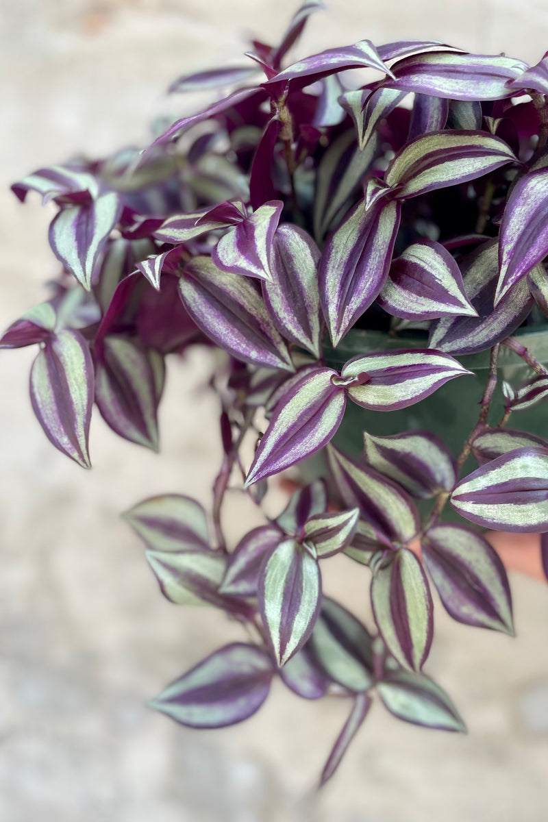 detail of the Tradescantia zebrina 8” with purple and green striped vining leaves against a grey wall